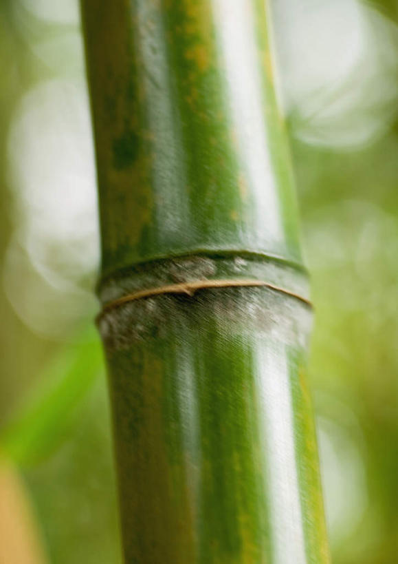 无人,竖图,室外,特写,白天,正面,美景,森林,树林,植物,竹子,一根,阴影,朦胧,模糊,光线,影子,景观,竹林,竹竿,树,树木,绿色,阳光,自然,景色,生长,成长,自然风光,彩图