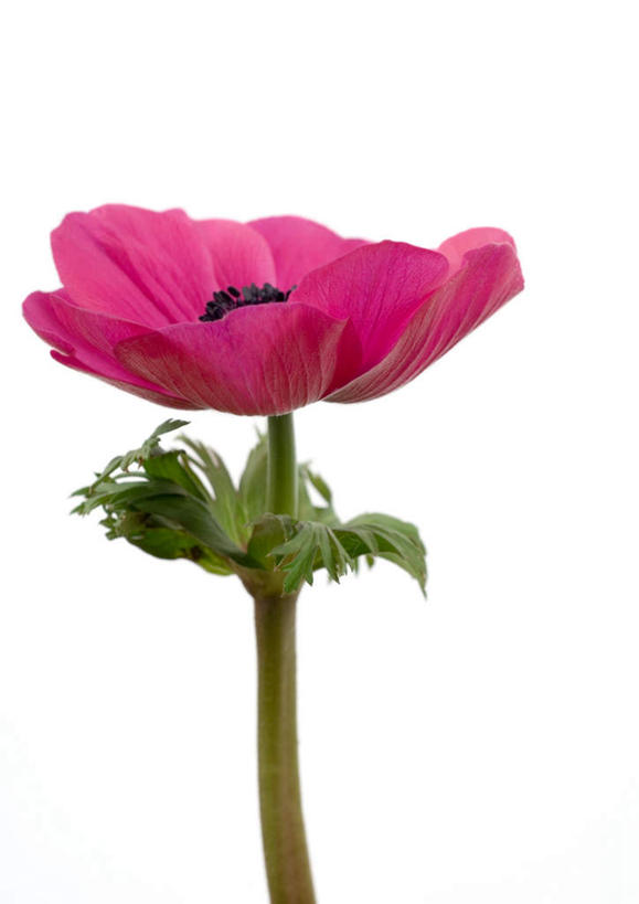 无人,竖图,室内,特写,白天,白色背景,正面,花蕾,花瓣,花朵,花卉,鲜花,一朵,紫色,花苞,摄影,银莲花,影棚,银莲,复活节花,彩图,影棚拍摄,拍摄