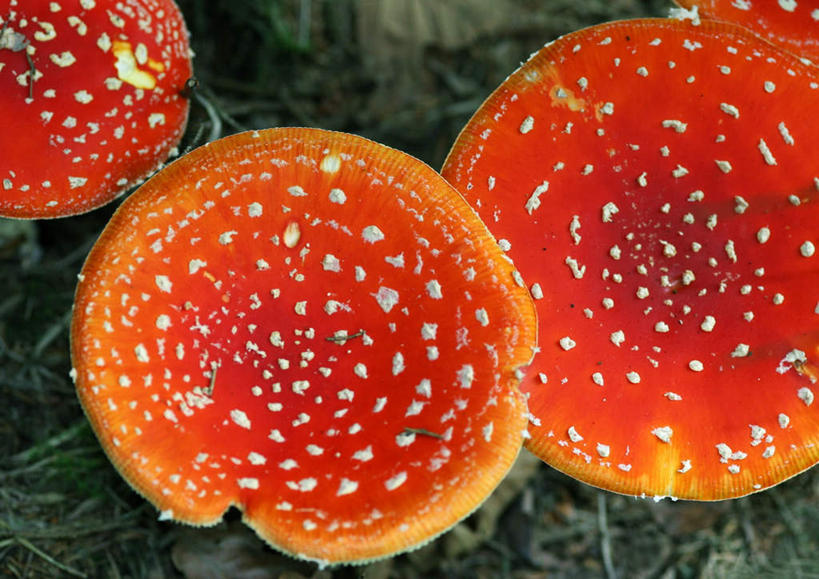 无人,横图,俯视,室外,白天,草地,草坪,植物,蔬菜,新鲜,斑点,菌菇,蘑菇,食品,菌类,草,食物,三个,红色,绿色,食用菌,有机食品,绿色食品,毒蝇伞,毒蝇鹅膏菌,彩图,高角度拍摄