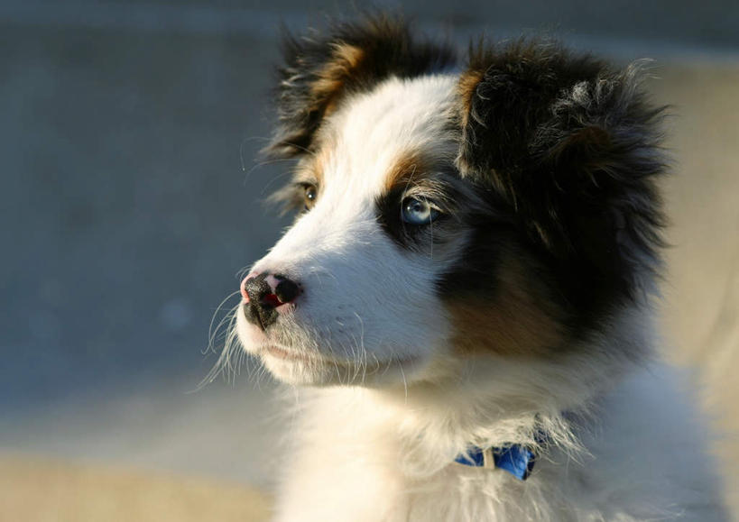 无人,坐,横图,室外,特写,白天,正面,道路,路,公路,宠物,狗,阴影,光线,影子,交通,一只,阳光,动物,可爱,边境牧羊犬,忠诚,马路,犬,坐着,彩图