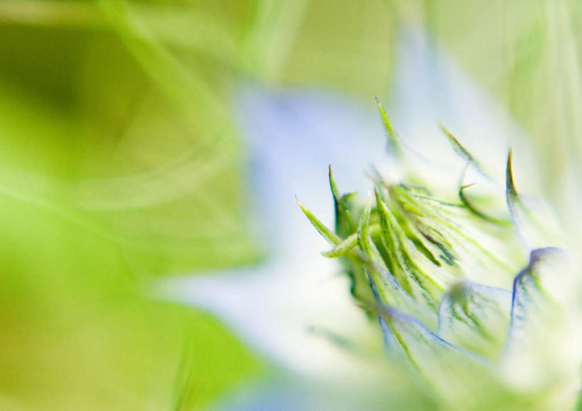 无人,横图,俯视,室外,特写,白天,旅游,度假,美景,朦胧,模糊,景观,黑种草,花蕾,娱乐,花瓣,花朵,花卉,鲜花,一朵,蓝色,自然,花苞,享受,休闲,景色,放松,自然风光,黑子草,思念,彩图,高角度拍摄