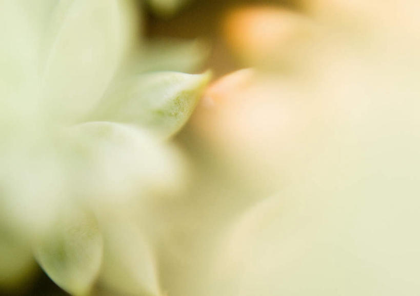 无人,横图,俯视,室外,特写,白天,旅游,度假,美景,植物,两棵,朦胧,模糊,景观,草药,药草,娱乐,中药,两个,绿色,自然,享受,休闲,景色,放松,自然风光,药材,中草药,中药材,本草,佛甲草,彩图,高角度拍摄