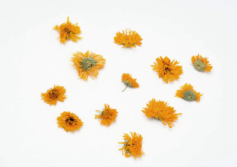 无人,横图,俯视,室内,特写,白天,白色背景,植物,桌面,桌子,许多,盛开,万寿菊,草药,药草,花蕾,中药,花,花瓣,花朵,鲜花,黄色,花苞,花蕊,健康,摄影,影棚,药材,中草药,中药材,本草,长寿,臭芙蓉,蜂窝菊,友情,彩图,高角度拍摄,影棚拍摄,拍摄