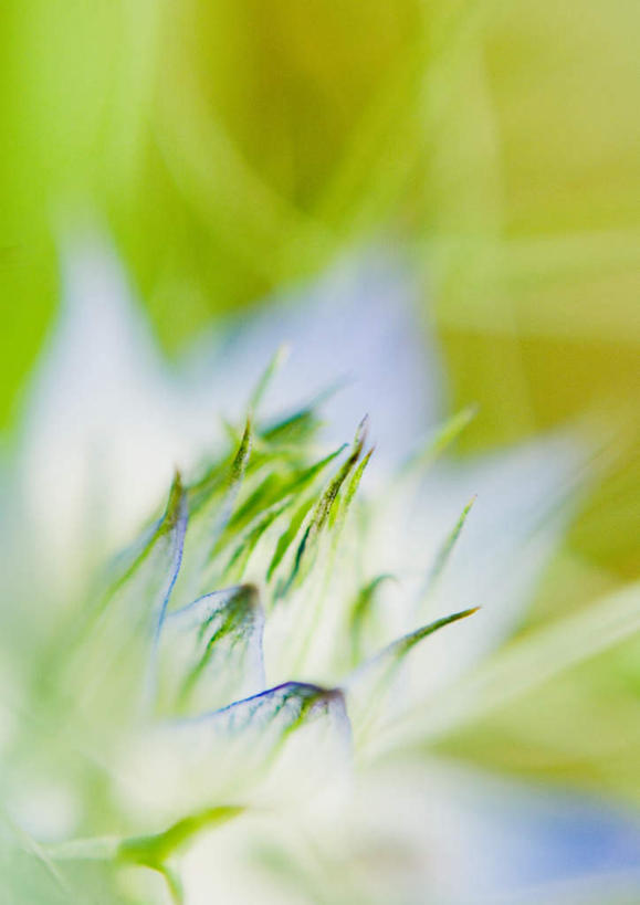 无人,竖图,俯视,室外,特写,白天,旅游,度假,美景,朦胧,模糊,景观,黑种草,花蕾,娱乐,花瓣,花朵,花卉,鲜花,一朵,蓝色,自然,花苞,享受,休闲,景色,放松,自然风光,黑子草,思念,彩图,高角度拍摄