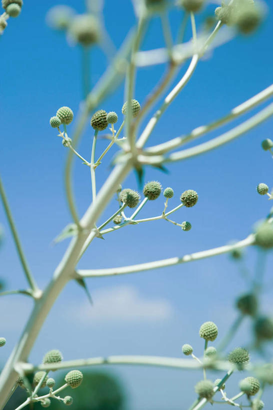 无人,竖图,室外,特写,白天,仰视,旅游,度假,美景,植物,阴影,朦胧,模糊,光线,影子,景观,云,云朵,云彩,娱乐,树,树木,树枝,蓝色,绿色,白云,蓝天,天空,阳光,自然,天,享受,休闲,景色,放松,生长,晴朗,成长,芽,自然风光,晴空,彩图,低角度拍摄