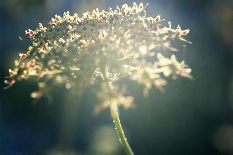 无人,横图,室外,特写,白天,仰视,旅游,度假,美景,阴影,朦胧,模糊,盛开,光线,影子,景观,花蕾,娱乐,花,花瓣,花朵,鲜花,一朵,白色,阳光,自然,花苞,花蕊,享受,休闲,景色,放松,治疗,安慰,自然风光,西洋蓍草,蚰蜒草,彩图,低角度拍摄