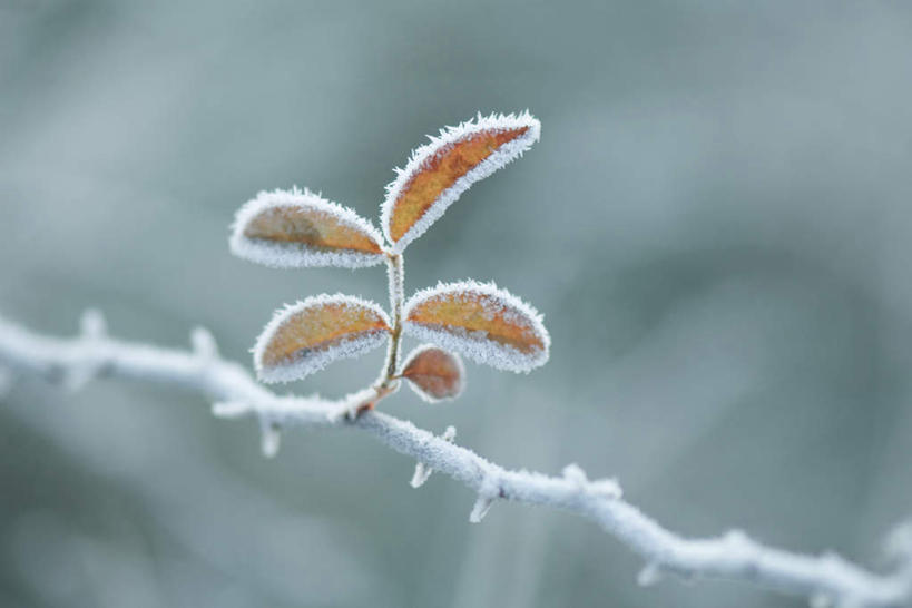 无人,横图,俯视,室外,特写,白天,美景,叶子,朦胧,模糊,冰,景观,黄叶,霜,树枝,自然,景色,生长,自然风光,冰霜,叶,叶片,彩图,高角度拍摄