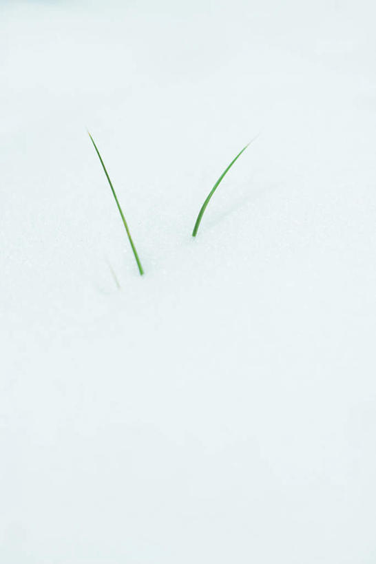 无人,竖图,俯视,室外,特写,白天,美景,雪,大雪,叶子,朦胧,模糊,积雪,景观,雪景,冬天,绿叶,白色,自然,嫩叶,景色,自然风光,叶,叶片,彩图,高角度拍摄