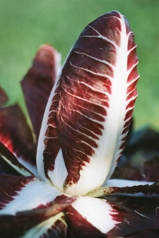 无人,竖图,俯视,室外,特写,白天,美景,蔬菜,朦胧,模糊,景观,菊苣,药草,一颗,自然,景色,有机食品,绿色食品,自然风光,药材,彩图,高角度拍摄