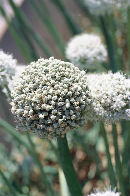 无人,竖图,俯视,室外,特写,白天,美景,许多,阴影,朦胧,模糊,盛开,光线,影子,景观,葱花,花蕾,花,花瓣,花朵,鲜花,阳光,自然,花苞,花蕊,景色,自然风光,彩图,高角度拍摄