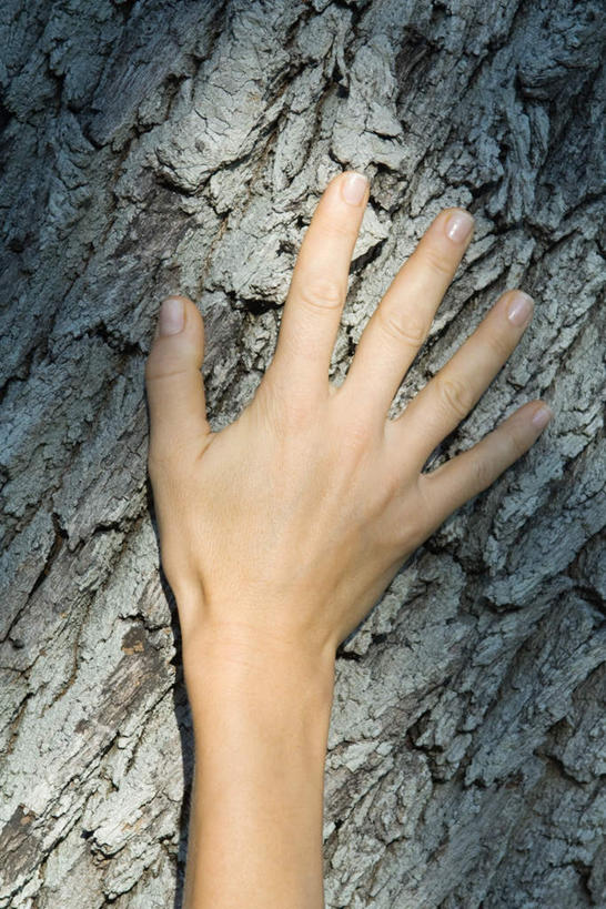 西方人,手,一个人,摸,竖图,室外,特写,白天,正面,树林,植物,欧洲,欧洲人,仅一个女性,仅一个人,抚摸,阴影,光线,影子,树,树干,树木,绿色,阳光,自然,仅一个中年女性,手部,生长,成长,女人,女性,中年女性,白种人,触摸,接触,半身,彩图