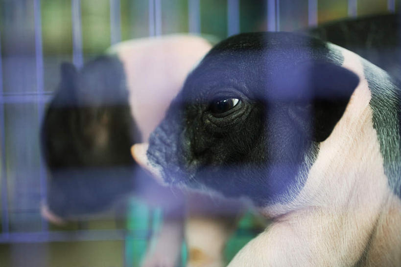 头,无人,横图,室外,特写,白天,侧面,猪,朦胧,模糊,笼子,注视,黑色,动物,铁丝,观察,看,两只,家畜,牲畜,观看,察看,关注,半身,彩图