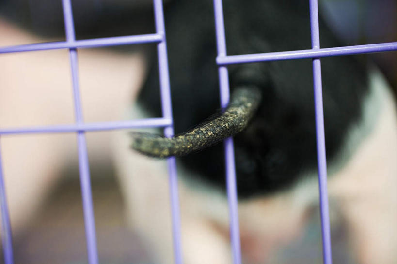 无人,站,横图,室内,特写,白天,猪,朦胧,模糊,尾巴,笼子,长方形,一只,背面,黑色,动物,铁丝,站着,家畜,牲畜,站立,半身,彩图