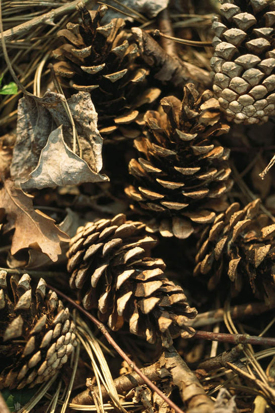 竖图,俯视,室外,白天,美景,植物,叶子,许多,景观,果实,枯叶,松果,树,树干,树木,绿色,自然,景色,生长,成长,松塔,自然风光,叶,叶片,半身,彩图,高角度拍摄