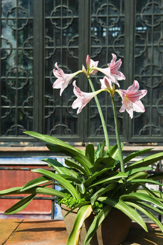 无人,竖图,室外,白天,正面,美景,窗户,叶子,花盆,许多,盛开,墙,景观,朱顶红,绿叶,花蕾,玻璃窗,墙壁,墙面,花,花瓣,花朵,鲜花,粉色,自然,花苞,花蕊,嫩叶,景色,百枝莲,柱顶红,朱顶兰,孤挺花,华胄兰,百子莲,对红,自然风光,叶,叶片,彩图