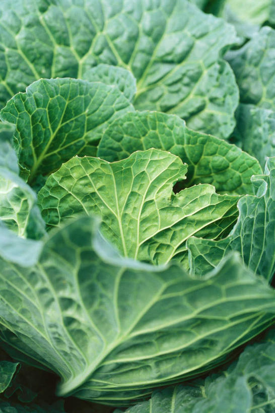 无人,竖图,室外,特写,白天,正面,采摘,植物,蔬菜,椰菜,卷心菜,叶子,阴影,新鲜,光线,影子,绿叶,蔬果,绿色,阳光,嫩叶,成熟,有机食品,绿色食品,生长,收获,成长,叶,叶片,结球甘蓝,甘兰,包心菜,彩图