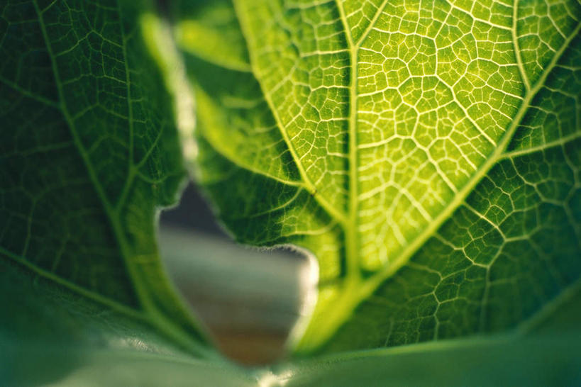 无人,横图,室外,特写,白天,正面,采摘,植物,蔬菜,椰菜,卷心菜,叶子,阴影,新鲜,光线,影子,绿叶,蔬果,绿色,阳光,嫩叶,成熟,有机食品,绿色食品,生长,收获,成长,透射,叶,叶片,结球甘蓝,甘兰,包心菜,彩图