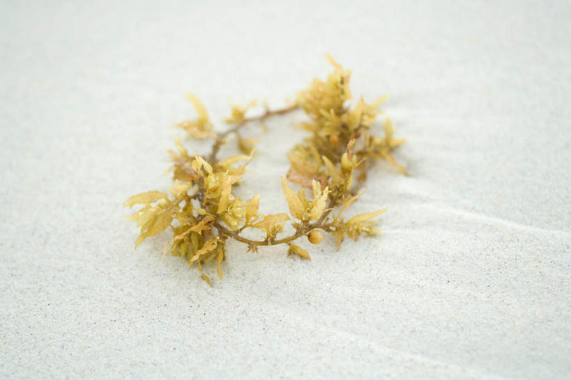 无人,横图,俯视,室外,白天,沙滩,叶子,许多,阴影,堆积,洒落,光线,沙子,影子,海岸,沙地,海洋生物,阳光,嫩叶,海藻,沙粒,堆砌,环形,水生植物,沙砾,水生物,积累,绘制,叶,叶片,海滩,彩图,高角度拍摄