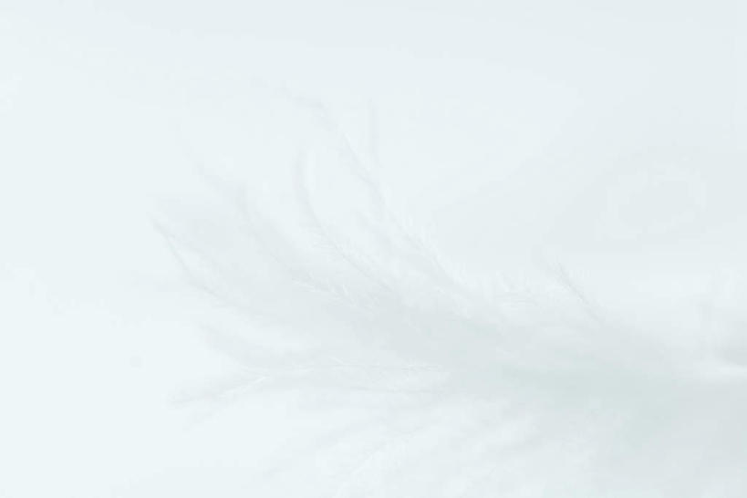 无人,横图,室内,白天,白色背景,正面,羽毛,毛,绒毛,白色,纯色,摄影,影棚,对比,隐藏,肌理,彩图,影棚拍摄,拍摄