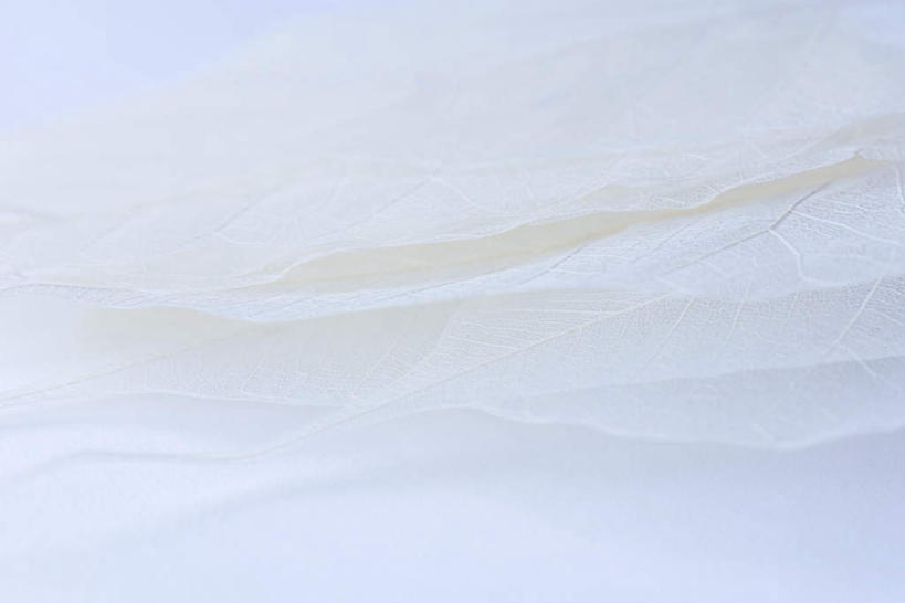 无人,横图,俯视,室内,特写,白天,白色背景,叶子,一堆,堆叠,堆积,网络,纹路,纹理,白色,摄影,影棚,堆,脉络,肌理,叶,叶片,叶脉,彩图,高角度拍摄,影棚拍摄,拍摄