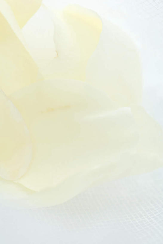 无人,竖图,俯视,室内,特写,白天,白色背景,玫瑰,盛开,花蕾,花,花瓣,花朵,鲜花,一朵,白色,花苞,花蕊,摄影,影棚,蔷薇,彩图,高角度拍摄,影棚拍摄,拍摄