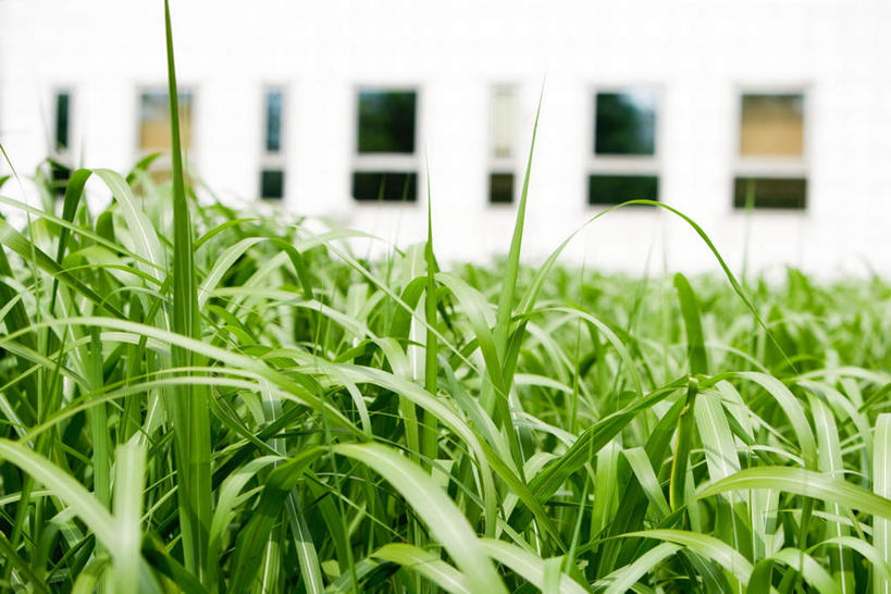 无人,家,横图,室外,特写,白天,正面,草地,草坪,植物,别墅,窗户,房屋,墙,屋子,公寓,洋房,楼房,玻璃窗,墙壁,墙面,住宅,草,绿色,白色,彩图,房子