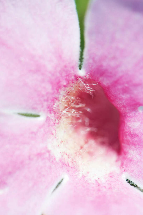 无人,竖图,室外,特写,白天,正面,盛开,花心,花蕾,花,花瓣,花朵,鲜花,粉色,花苞,花蕊,彩图