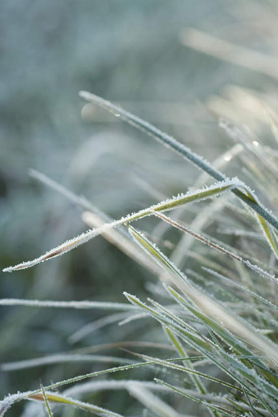 无人,竖图,俯视,室外,特写,白天,草地,草坪,美景,植物,许多,阴影,朦胧,模糊,光线,影子,结冰,景观,霜,草,绿色,阳光,自然,景色,寒冷,自然风光,彩图,高角度拍摄