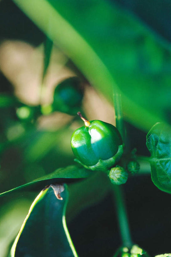 无人,竖图,俯视,室外,特写,白天,美景,蔬菜,叶子,许多,朦胧,模糊,新鲜,景观,青椒,食品,绿叶,食物,自然,嫩叶,景色,有机食品,绿色食品,自然风光,大椒,叶,叶片,甜椒,柿子椒,灯笼椒,彩图,高角度拍摄