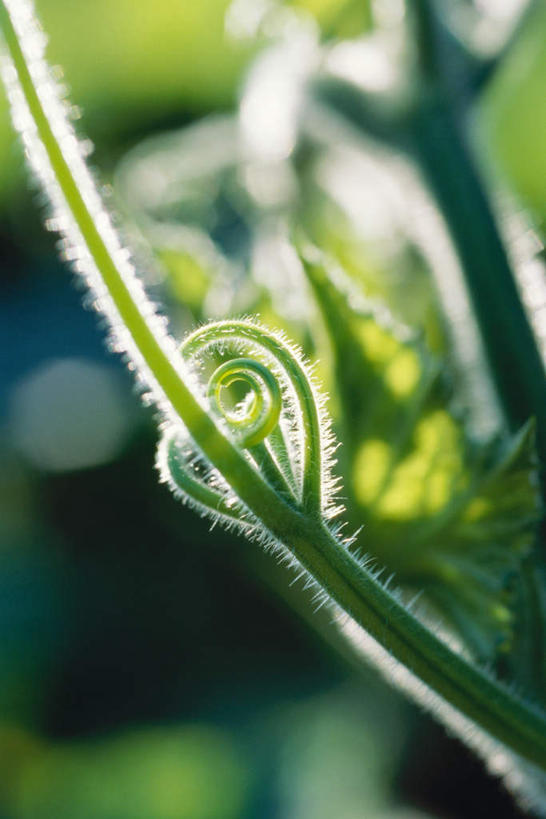 无人,竖图,室外,特写,白天,正面,美景,植物,叶子,许多,阴影,朦胧,模糊,光线,影子,景观,绿叶,绿色,阳光,自然,藤蔓,嫩叶,景色,卷,自然风光,叶,叶片,彩图