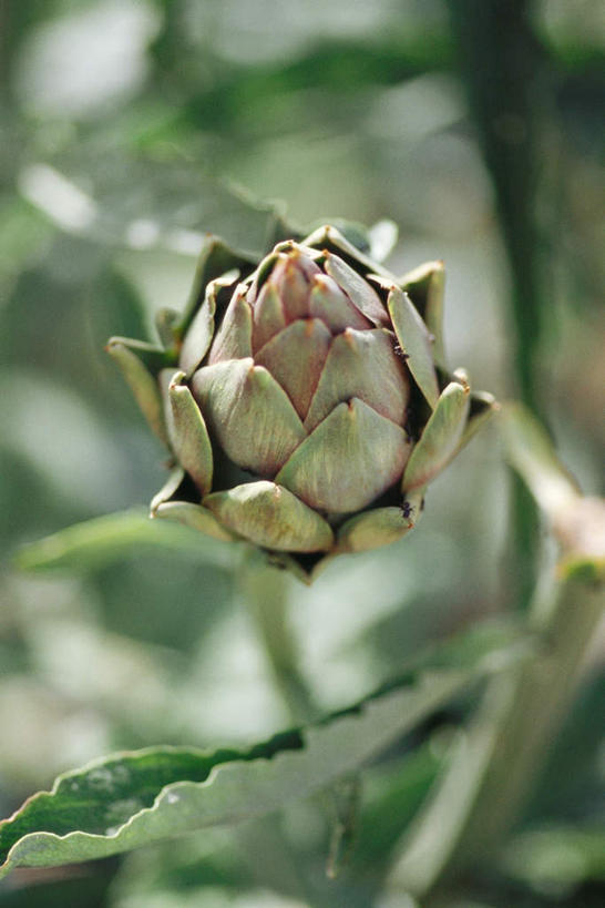 无人,竖图,俯视,室外,特写,白天,旅游,度假,美景,植物,朦胧,模糊,景观,草药,药草,娱乐,中药,一个,绿色,自然,享受,休闲,蓟,景色,放松,单个,自然风光,药材,中草药,中药材,本草,大蓟,刺蓟,山萝卜,彩图,高角度拍摄