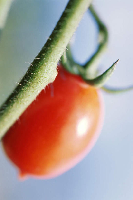 无人,竖图,室外,特写,白天,仰视,蔬菜,西红柿,阴影,新鲜,光线,影子,食品,食物,一个,红色,阳光,有机食品,绿色食品,单个,樱桃番茄,圣女果,番茄,彩图,低角度拍摄