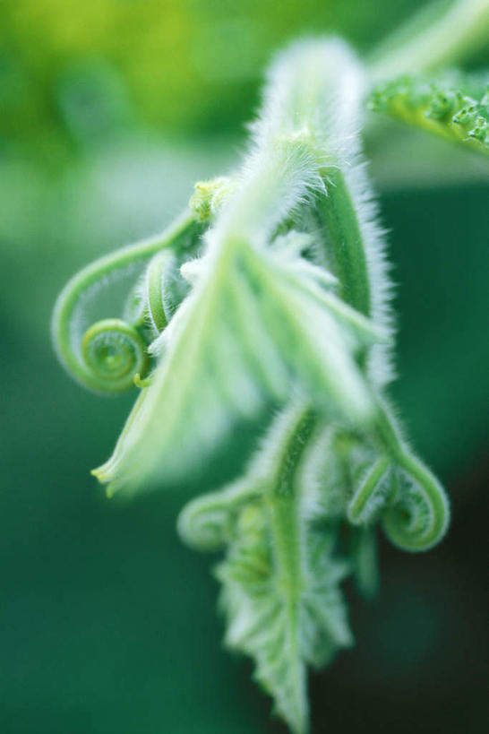 无人,花园,竖图,俯视,室外,特写,白天,旅游,度假,花圃,美景,叶子,朦胧,模糊,景观,绿叶,娱乐,一个,自然,享受,休闲,嫩叶,景色,放松,单个,自然风光,叶,叶片,小花园,彩图,高角度拍摄