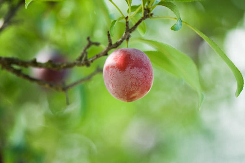 无人,横图,室外,特写,白天,仰视,植物,李子,水果,叶子,朦胧,模糊,新鲜,生食,食品,果实,绿叶,两颗,树,树木,食物,红色,绿色,天空,自然,天,嫩叶,有机食品,绿色食品,生长,成长,食用,叶,叶片,彩图,低角度拍摄