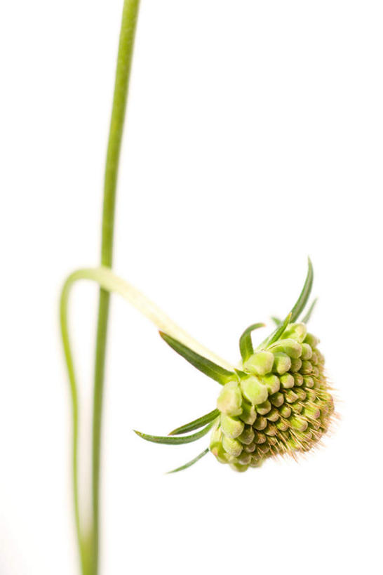 无人,竖图,室内,特写,白天,白色背景,正面,盛开,一颗,花蕾,花,花瓣,花朵,鲜花,黄色,花苞,花蕊,摄影,影棚,轮峰菊,山萝卜,松虫草,紫盆花,彩图,影棚拍摄,拍摄