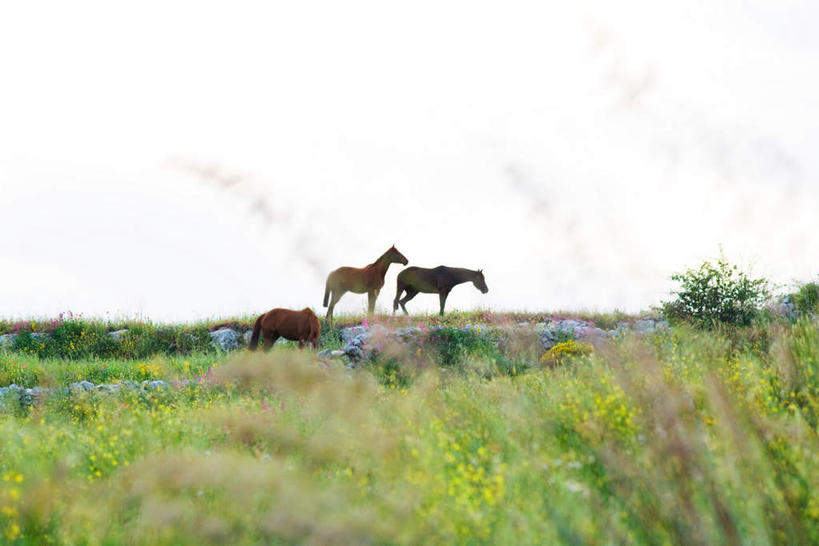 无人,站,横图,室外,白天,正面,草地,草坪,美景,植物,道路,路,马,野生动物,阴影,光线,影子,景观,小路,注视,草,绿色,天空,阳光,自然,动物,天,观察,看,站着,景色,运输,牲畜,乡间小路,晴朗,观看,察看,关注,自然风光,三匹,万里无云,晴空,晴空万里,站立,彩图,全身