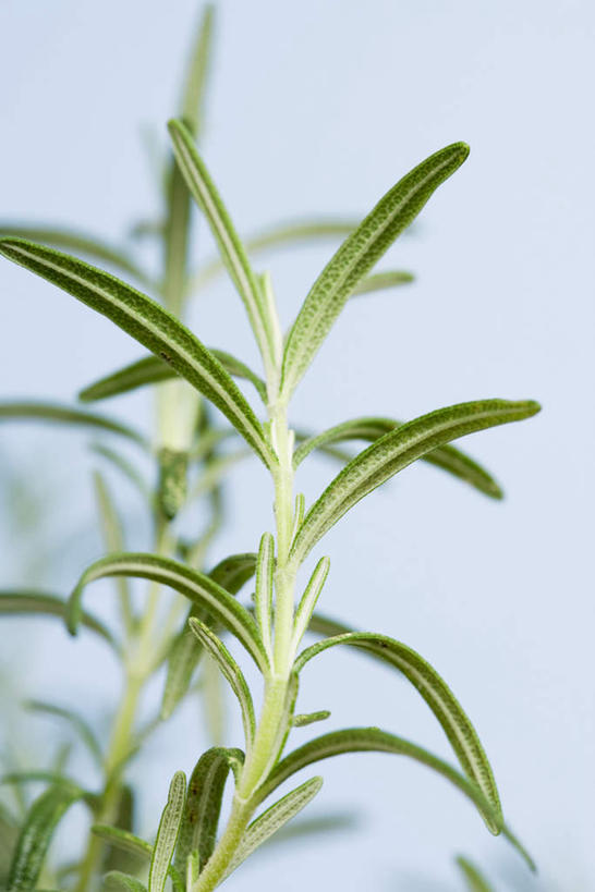 无人,竖图,室内,特写,白天,白色背景,正面,植物,叶子,草药,药草,中药,摄影,影棚,迷迭香,药材,中草药,中药材,本草,海洋之露,叶,叶片,彩图,影棚拍摄,拍摄