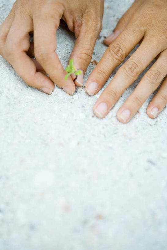 西方人,手,一个人,竖图,俯视,室外,特写,白天,植物,欧洲,欧洲人,双手,仅一个女性,仅一个人,种植,沙子,幼苗,仅一个中年女性,手部,女人,女性,中年女性,白种人,半身,彩图,高角度拍摄