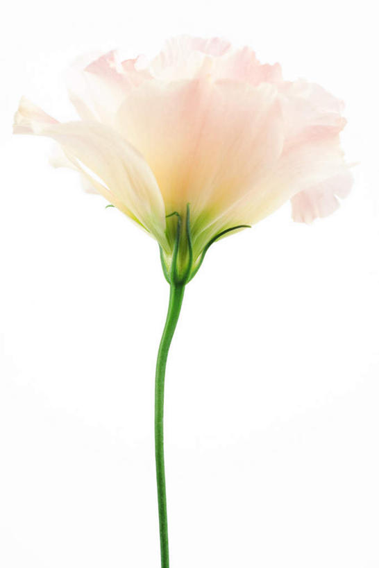 无人,竖图,室内,特写,白天,白色背景,正面,爱情,盛开,花蕾,花,花瓣,花朵,鲜花,一朵,粉色,花苞,花蕊,摄影,影棚,桔梗花,僧冠帽,柔顺,六角荷,永恒,梗草,悲哀,诚实,无望,彩图,影棚拍摄,拍摄