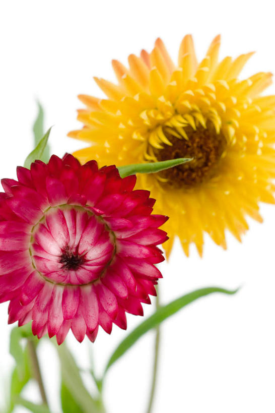 无人,竖图,室内,特写,白天,白色背景,正面,叶子,盛开,绿叶,粉红,花蕾,花,花瓣,花朵,鲜花,两朵,粉色,黄色,花苞,花蕊,嫩叶,摄影,影棚,蜡菊,麦秆菊,叶,叶片,彩图,影棚拍摄,拍摄