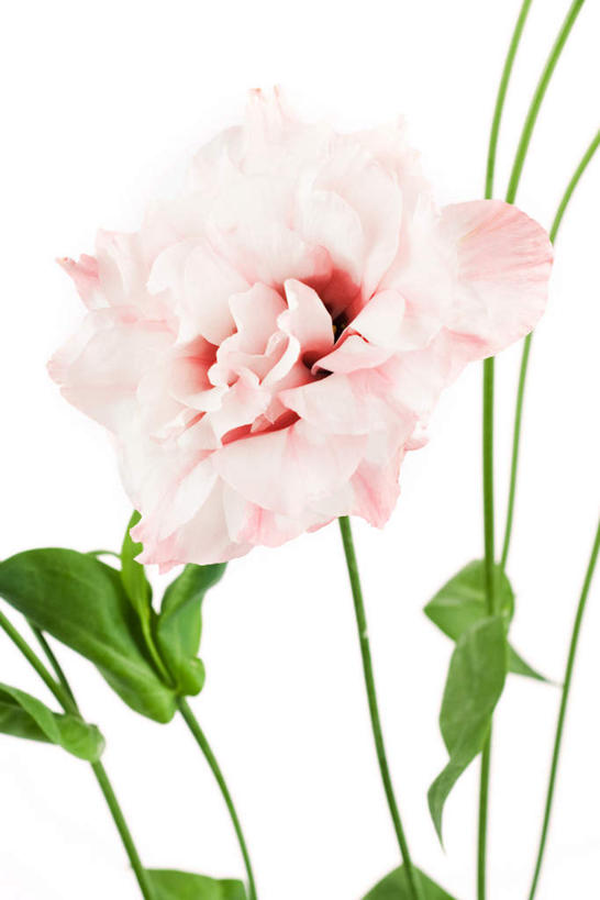 无人,竖图,室外,特写,白天,白色背景,正面,爱情,叶子,盛开,绿叶,花蕾,花,花瓣,花朵,鲜花,一朵,粉色,花苞,花蕊,嫩叶,摄影,影棚,桔梗花,僧冠帽,柔顺,六角荷,永恒,梗草,悲哀,诚实,无望,叶,叶片,彩图,影棚拍摄,拍摄