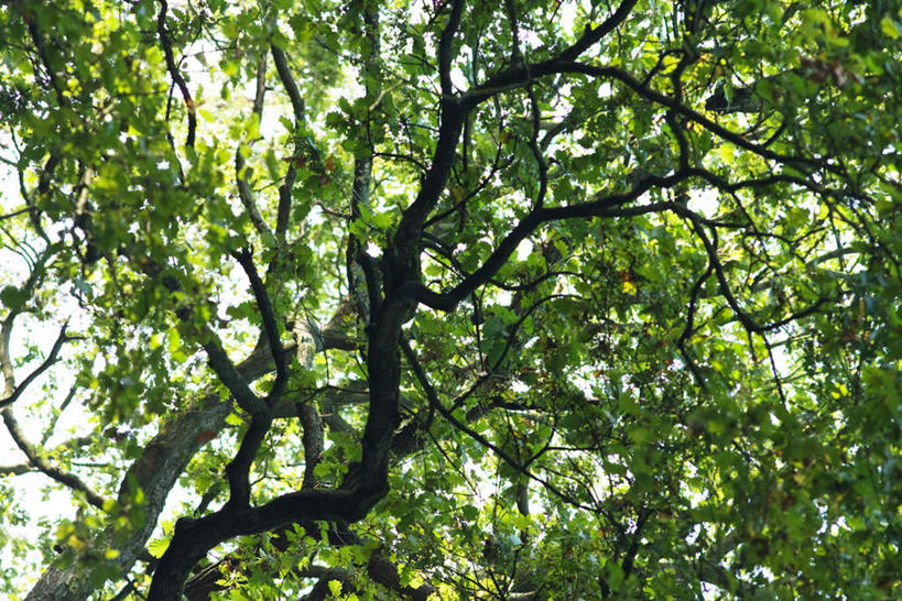 无人,横图,室外,白天,仰视,旅游,度假,美景,树林,植物,叶子,光线,景观,绿叶,娱乐,树,树木,树枝,蓝色,绿色,蓝天,天空,阳光,自然,天,享受,休闲,嫩叶,景色,放松,生长,成长,自然风光,紊乱,叶,叶片,彩图,低角度拍摄