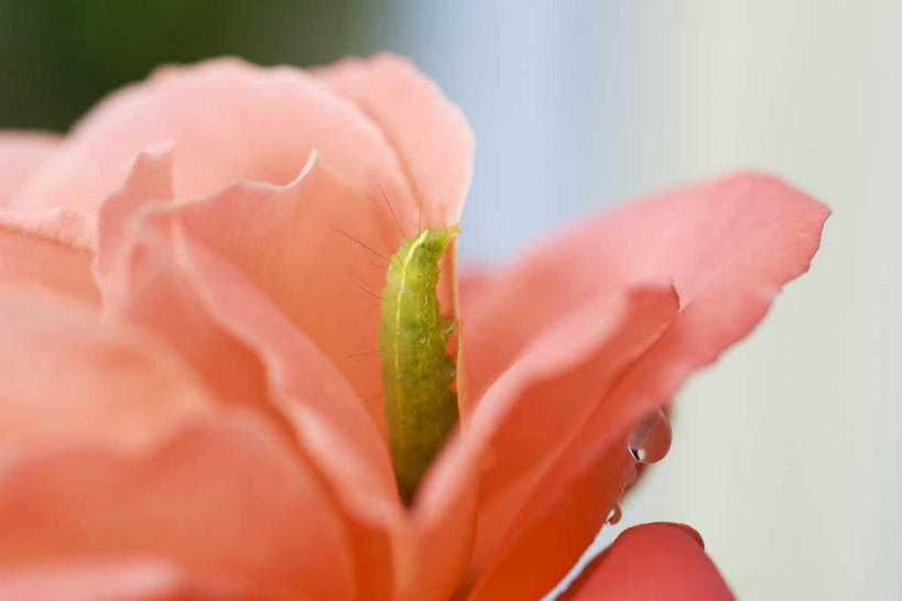 无人,横图,俯视,室外,特写,白天,美景,水,朦胧,模糊,盛开,昆虫,液体,景观,水滴,橘红色,花蕾,花,花瓣,花朵,鲜花,一朵,绿色,自然,动物,花苞,花蕊,爬,景色,毛毛虫,自然风光,害虫,彩图,高角度拍摄,全身