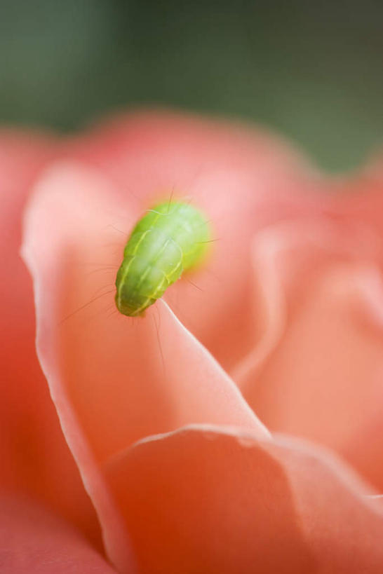 无人,竖图,室外,特写,白天,正面,朦胧,模糊,盛开,昆虫,花蕾,花,花瓣,花朵,鲜花,红色,动物,花苞,花蕊,爬,毛毛虫,爬着,害虫,彩图,全身