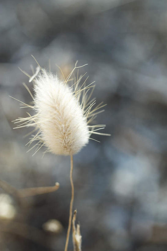 无人,竖图,室外,特写,白天,正面,旅游,度假,美景,植物,朦胧,模糊,景观,草药,药草,娱乐,中药,白色,自然,享受,休闲,景色,放松,毛茸茸,纤细,自然风光,药材,中草药,中药材,本草,兔尾草,一株,狐狸尾,狸尾豆,彩图