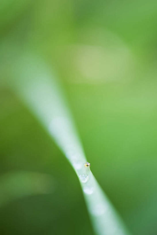 无人,竖图,俯视,室外,特写,白天,美景,叶子,微小,朦胧,模糊,昆虫,景观,绿叶,一只,自然,动物,嫩叶,景色,自然风光,蚜虫,害虫,叶,叶片,彩图,高角度拍摄