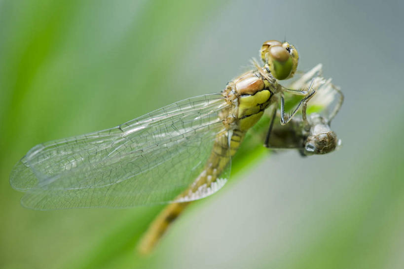 无人,横图,室外,特写,白天,正面,草地,草坪,美景,植物,叶子,朦胧,模糊,蜻蜓,昆虫,景观,皮,绿叶,草,一只,绿色,自然,动物,嫩叶,景色,自然风光,脱皮,益虫,叶,叶片,彩图