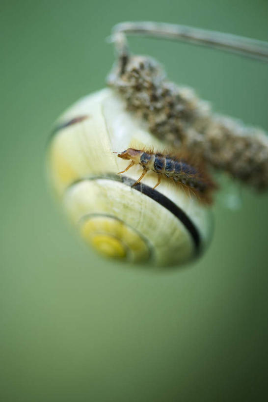 无人,竖图,俯视,室外,特写,白天,侧面,美景,植物,一条,朦胧,模糊,蜗牛,壳,景观,枯枝,枝,树,树木,树枝,绿色,自然,动物,景色,生长,成长,等待,软体动物,坚硬,死亡,自然风光,觅食,彩图,高角度拍摄,全身