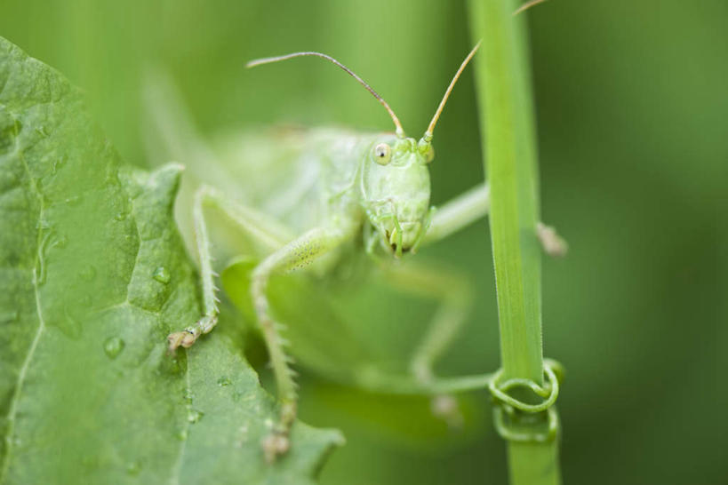 无人,吃,横图,俯视,室外,特写,白天,美景,叶子,朦胧,模糊,昆虫,景观,茎,绿叶,一只,自然,动物,嫩叶,景色,自然风光,觅食,益虫,蚂蚱,叶,叶片,嚼,食,彩图,高角度拍摄,全身