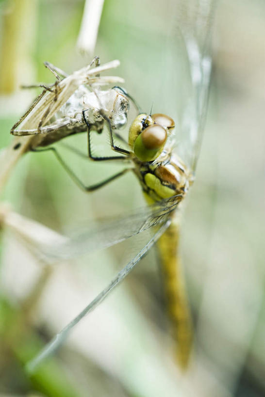 无人,竖图,俯视,室外,特写,白天,草地,草坪,美景,植物,朦胧,模糊,蜻蜓,昆虫,景观,皮,枯枝,枝,草,一只,绿色,自然,动物,景色,自然风光,脱皮,益虫,彩图,高角度拍摄,全身